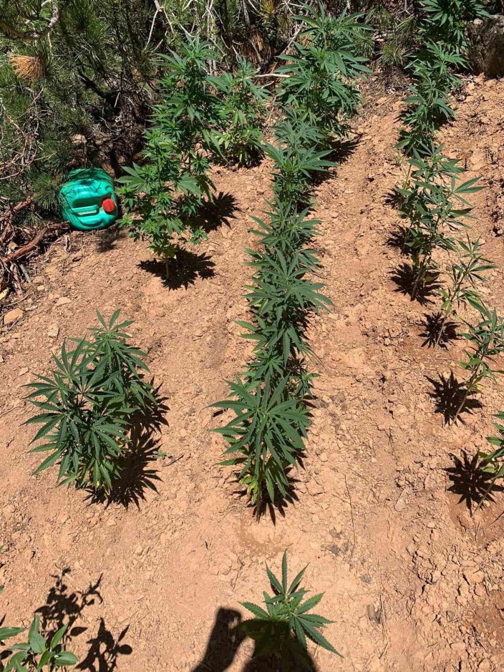 Konya Hüyük'te ormanlık alana Hint keneviri eken 2 kişi tutuklandı