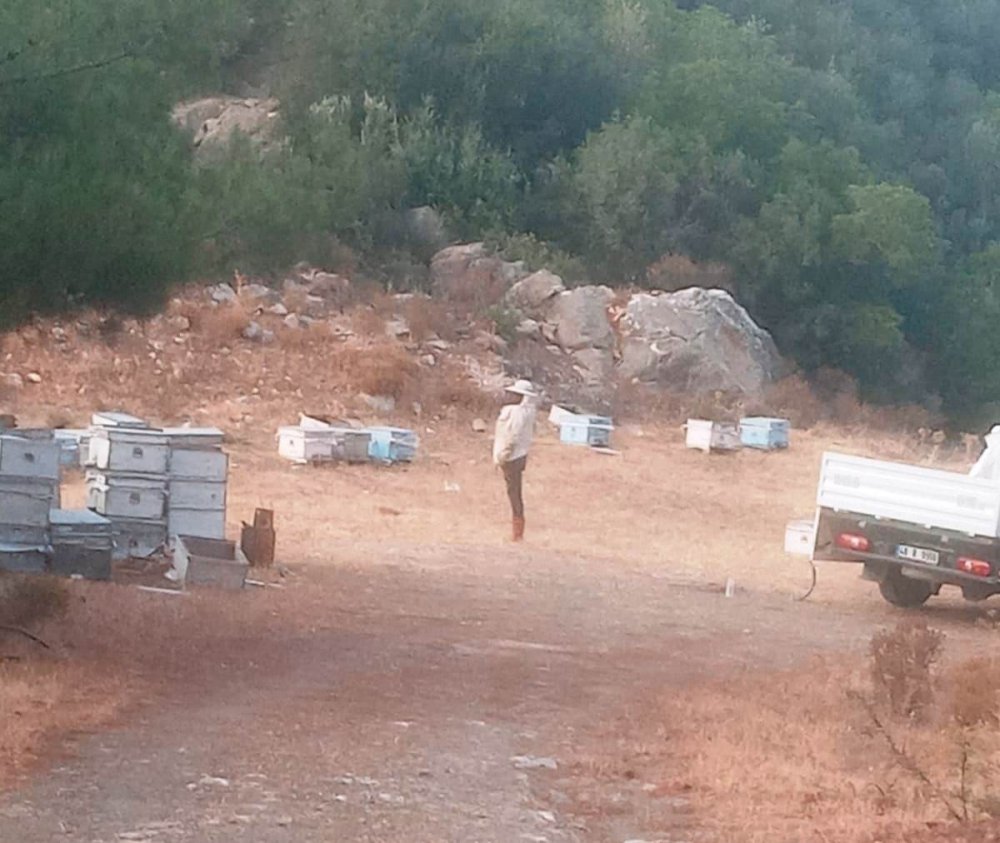 Datça'da mahsur kalan hayvanlar ve arı kovanlarının tahliyesi yapıldı