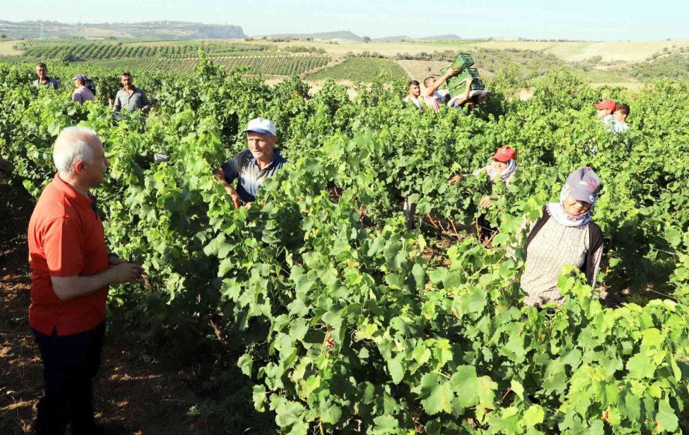 Mersin’de üzüm şenliği hazırlıkları başladı