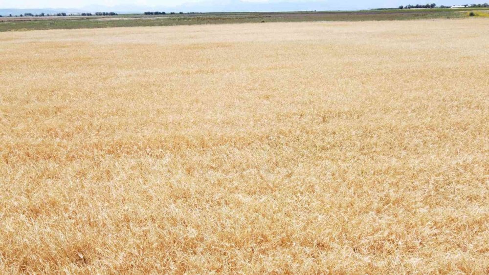 Konya’da arpa hasadı bitti! Buğday 20 gün geç kaldı