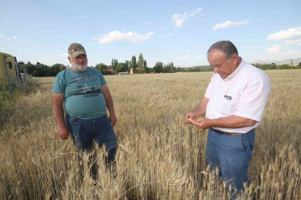 Konya’da arpa hasadı bitti! Buğday 20 gün geç kaldı