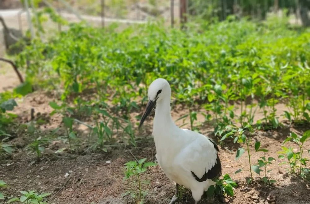 Konya Derebucak’ta yaralı bulunan leylek koruma altına alındı