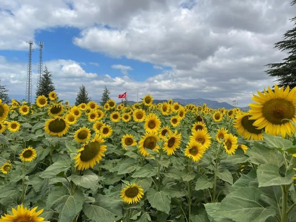 Konya'da yağlık ayçiçeği tarlalarında Marmara'da artış gösteren çayır tırtılına karşı önlem