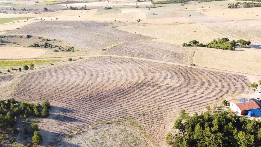 Pandemide memleketine döndü! Konya'da taşlık alanı lavanta bahçesine dönüştürdü! Balını da üretecek
