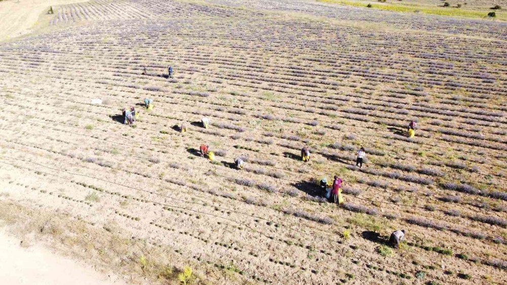 Pandemide memleketine döndü! Konya'da taşlık alanı lavanta bahçesine dönüştürdü! Balını da üretecek
