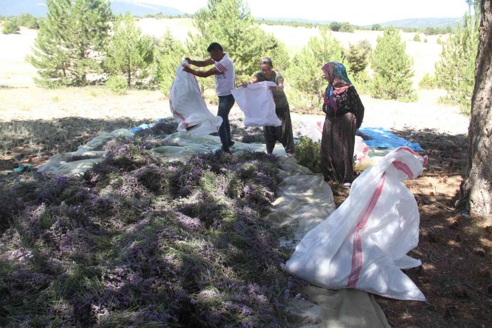 Pandemide memleketine döndü! Konya'da taşlık alanı lavanta bahçesine dönüştürdü! Balını da üretecek