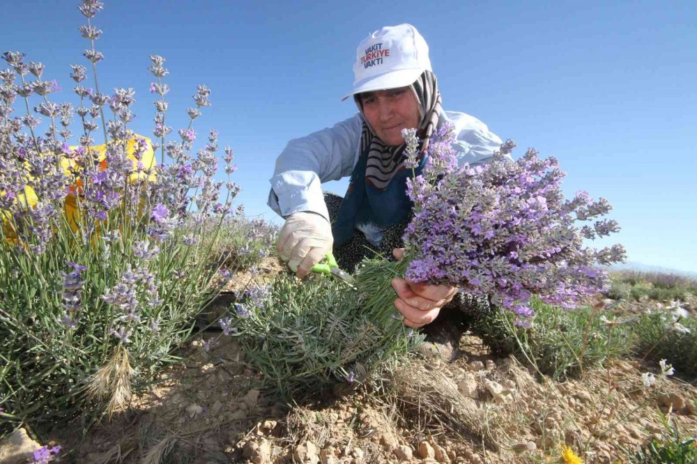 Pandemide memleketine döndü! Konya'da taşlık alanı lavanta bahçesine dönüştürdü! Balını da üretecek
