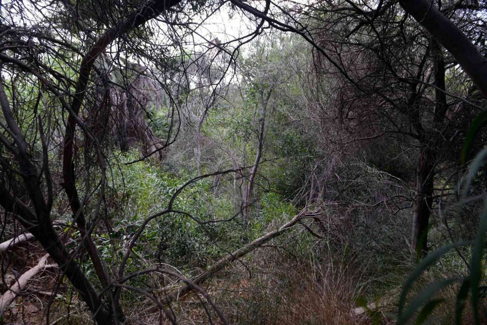 Hastanede kaybolan ve 7 gündür aranan Rahime Atay'ın cesedi ormanda bulundu