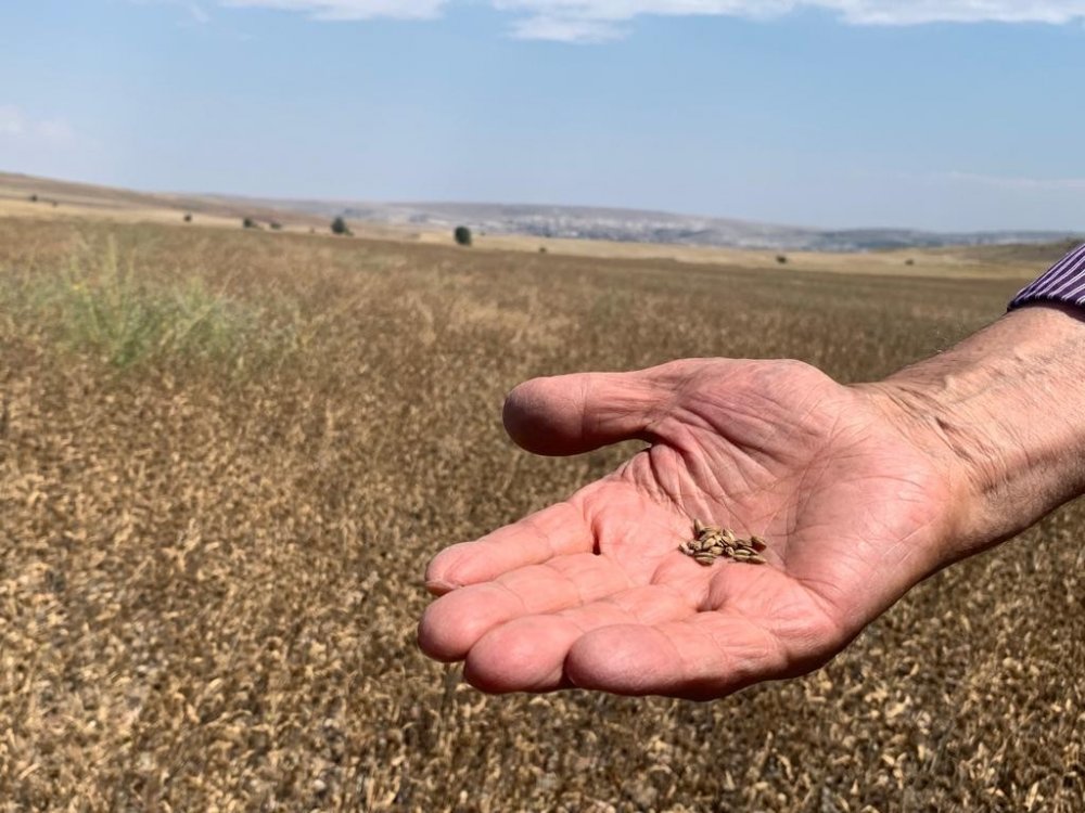 Konya'da da yetişiyor! Yerli ve milli nadas bitkisi 'pelemir'den jet yakıtı üretilecek