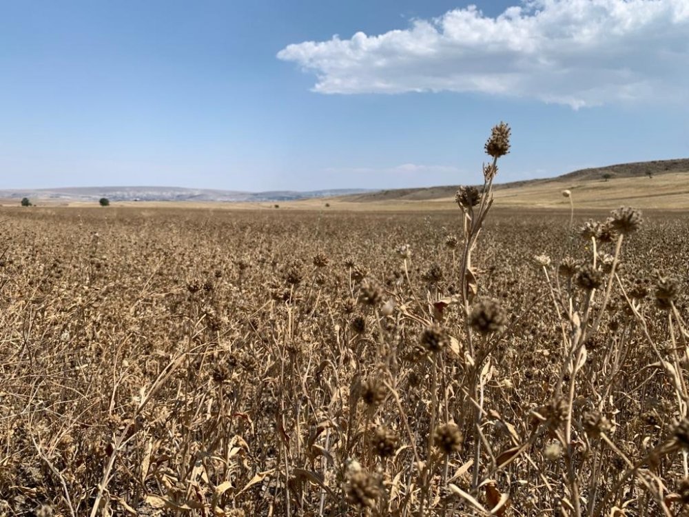 Konya'da da yetişiyor! Yerli ve milli nadas bitkisi 'pelemir'den jet yakıtı üretilecek