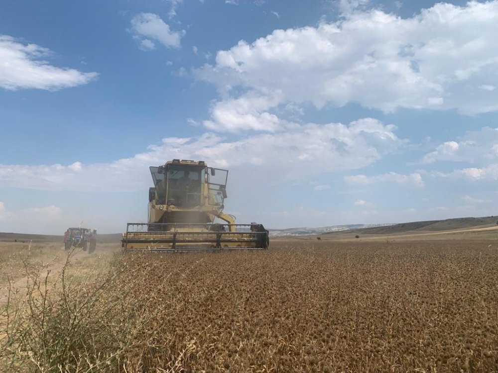 Konya'da da yetişiyor! Yerli ve milli nadas bitkisi 'pelemir'den jet yakıtı üretilecek