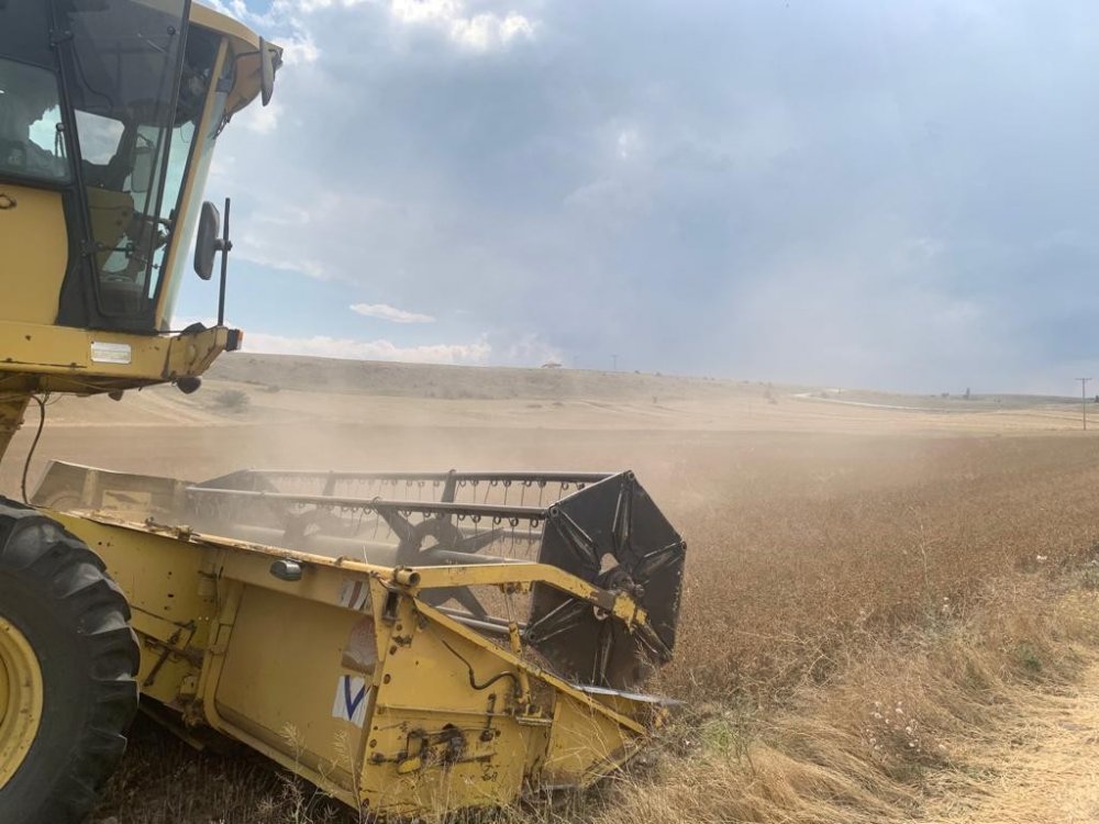 Konya'da da yetişiyor! Yerli ve milli nadas bitkisi 'pelemir'den jet yakıtı üretilecek