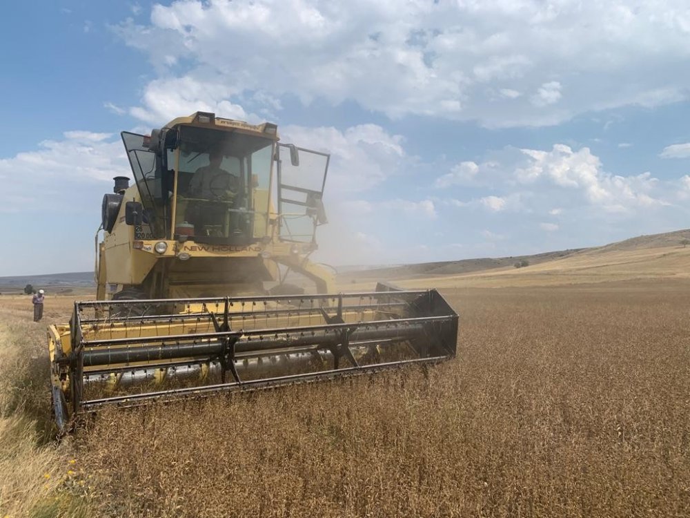 Konya'da da yetişiyor! Yerli ve milli nadas bitkisi 'pelemir'den jet yakıtı üretilecek