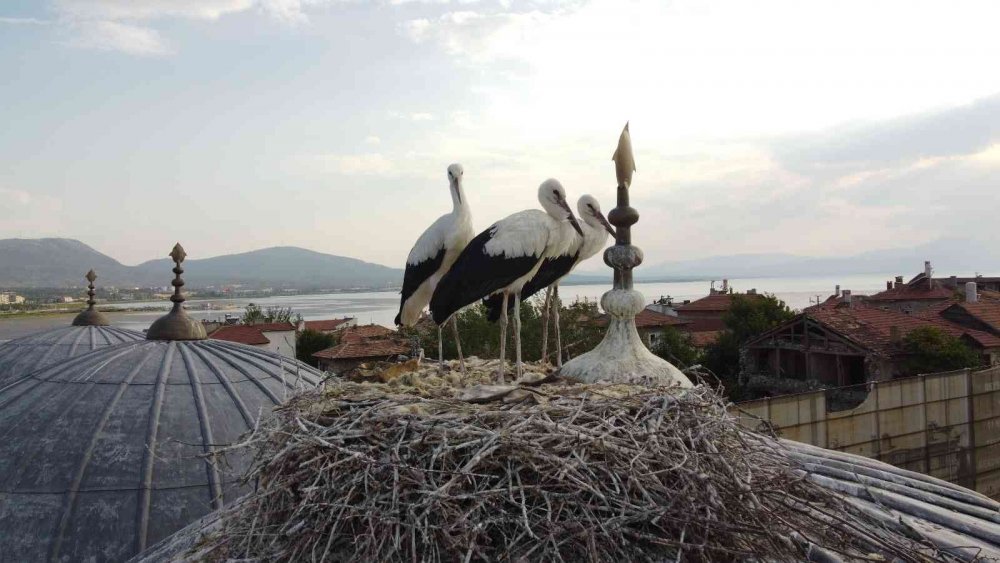 Konya'da tarihi bedestende yuva yapan leylekler neşe kaynağı oldu