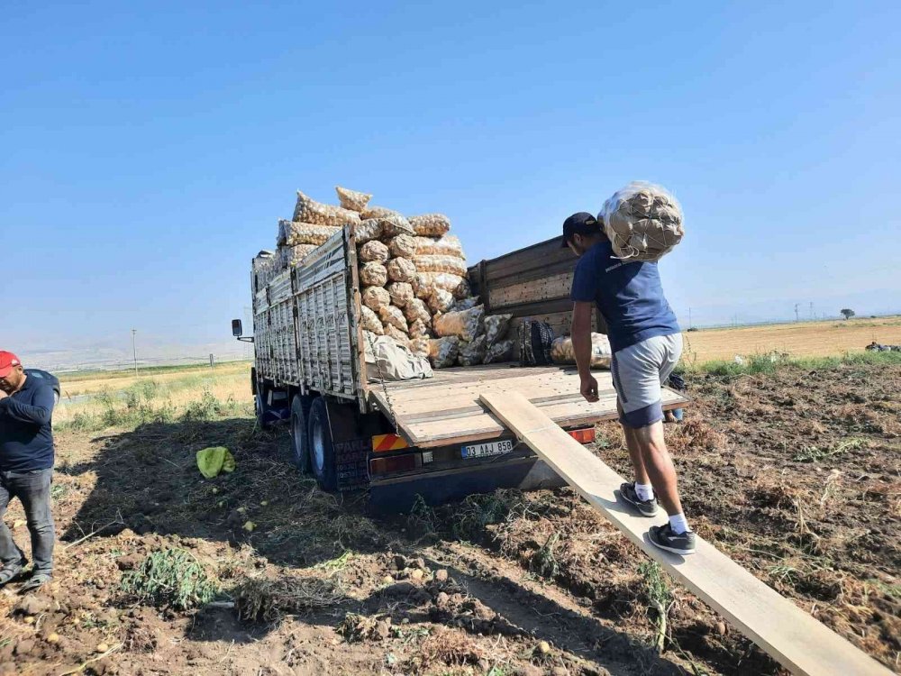 Patateste rekolte yüzleri güldürdü! Üretici fiyattan memnun