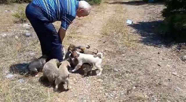 Konya'da ormana bırakılan 21 yavru köpekler tepkilere neden oldu
