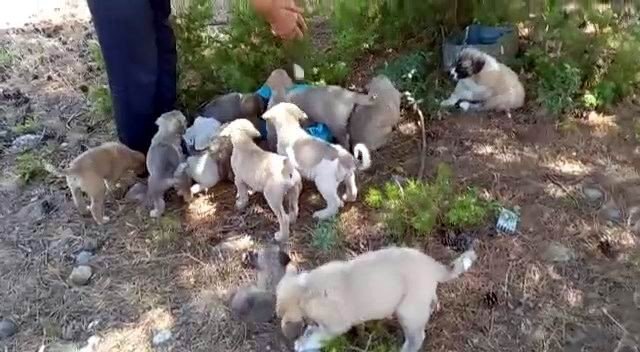 Konya'da ormana bırakılan 21 yavru köpekler tepkilere neden oldu