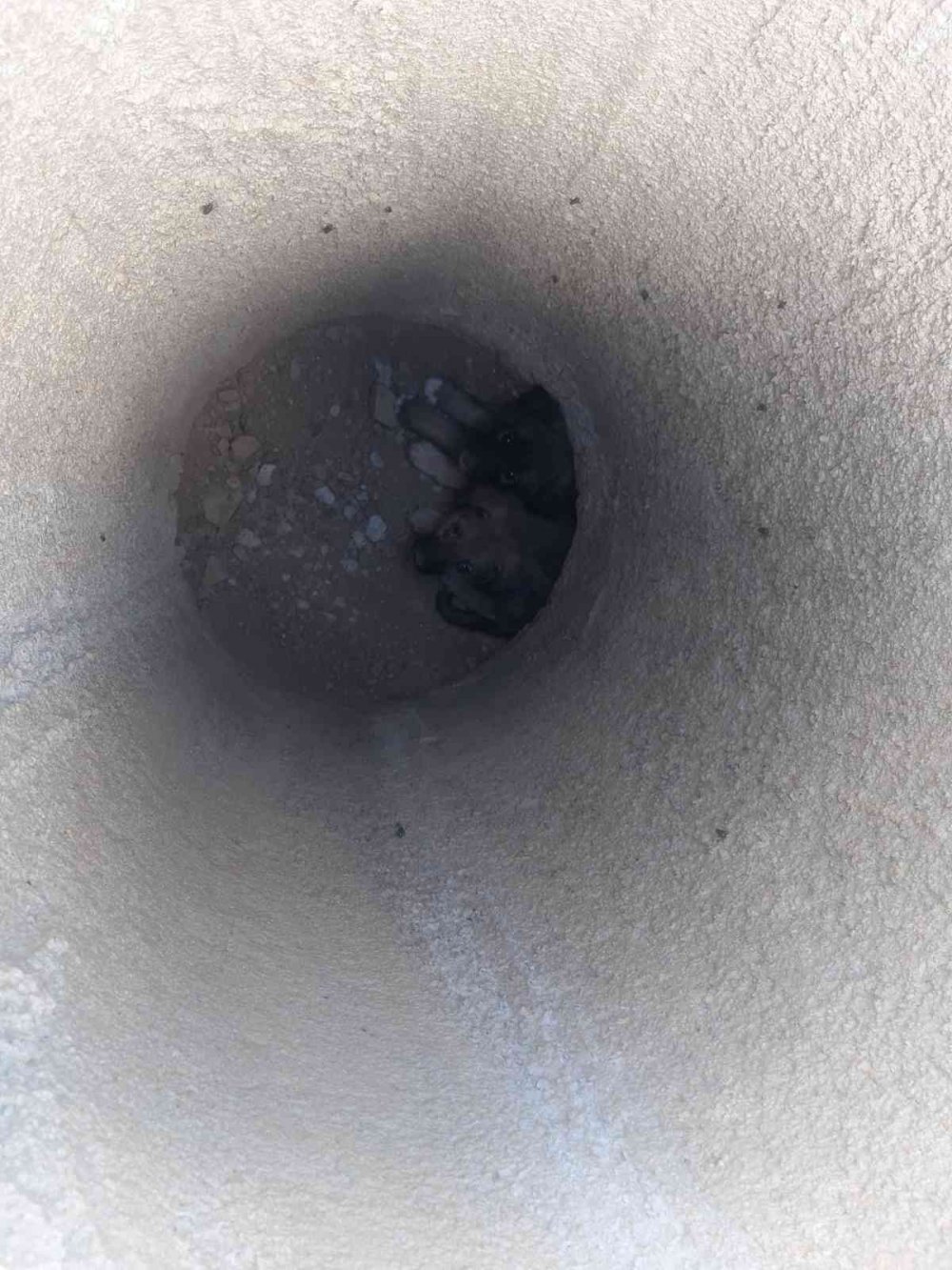 Konya'da köpek kurtarma operasyonu! Bir buçuk metrelik çukura düşen 2 yavru kurtarıldı