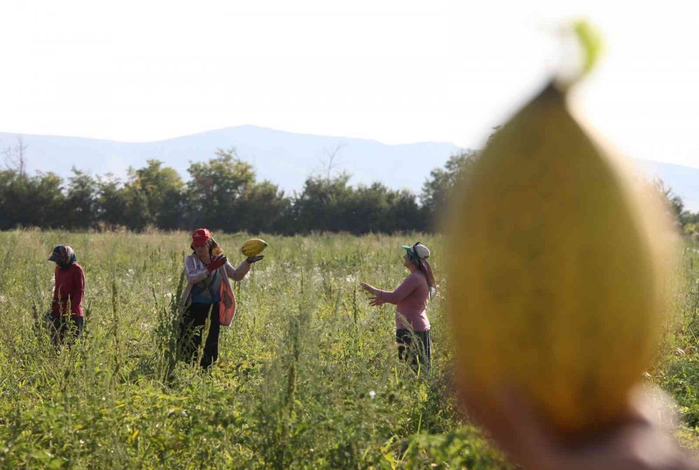 Konya'nın coğrafi işaretli Çumra kavununda hasat başladı! Üretici fiyattan memnun