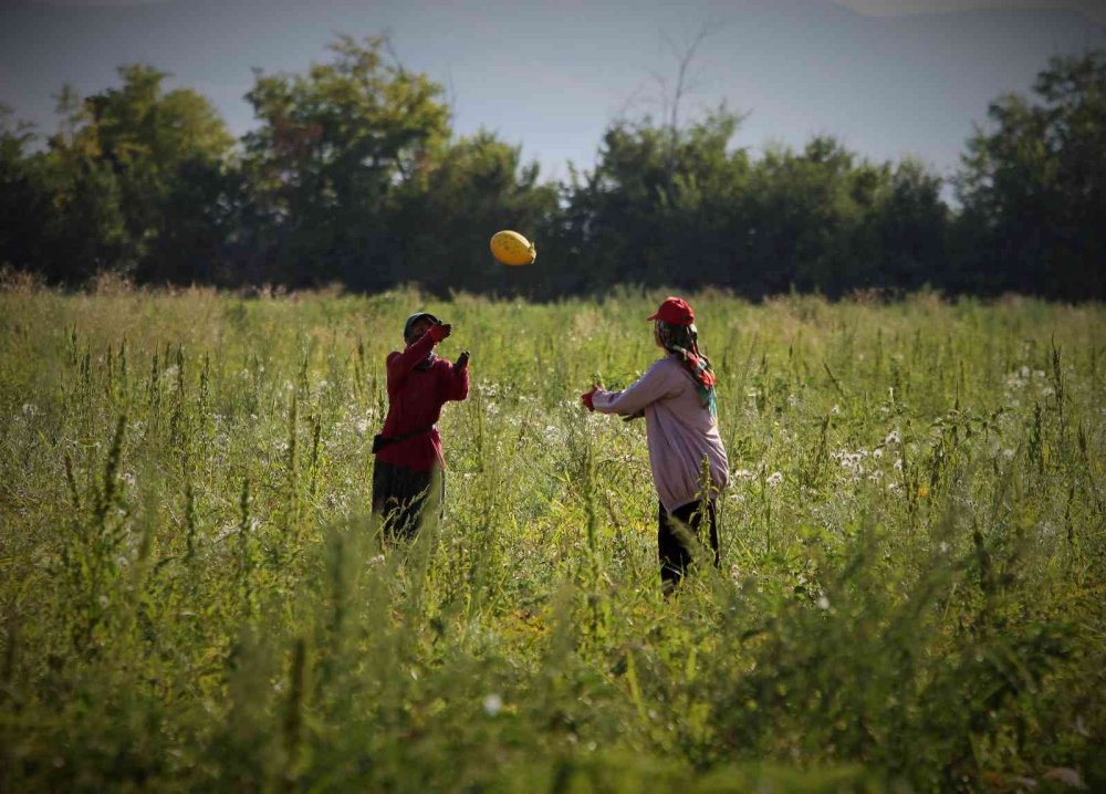 Konya'nın coğrafi işaretli Çumra kavununda hasat başladı! Üretici fiyattan memnun