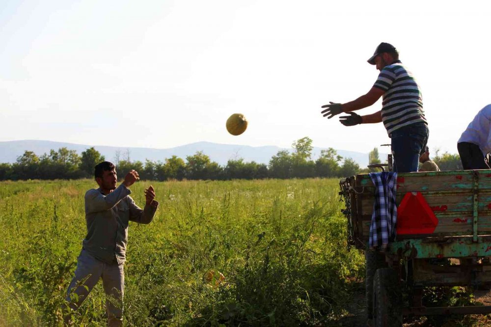 Konya'nın coğrafi işaretli Çumra kavununda hasat başladı! Üretici fiyattan memnun