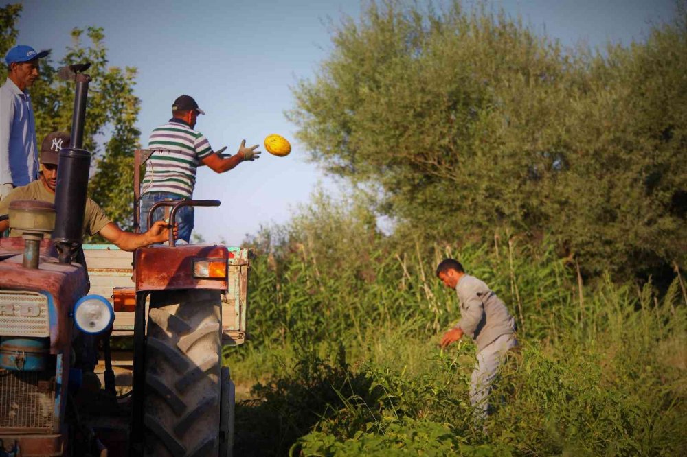 Konya'nın coğrafi işaretli Çumra kavununda hasat başladı! Üretici fiyattan memnun