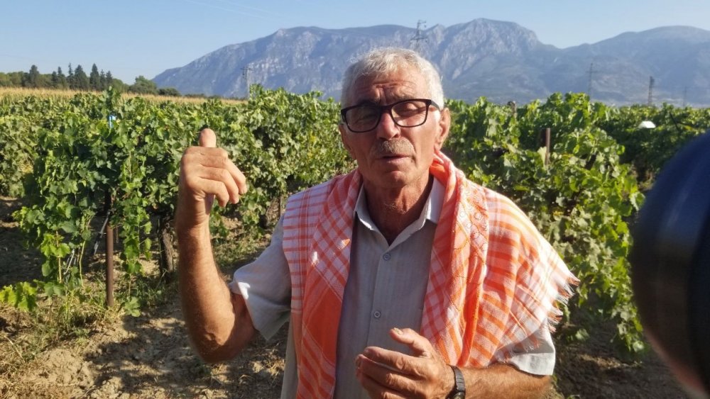 Cumhurbaşkanı Erdoğan Manisa'da bağa girip üzüm hasadı yaptı