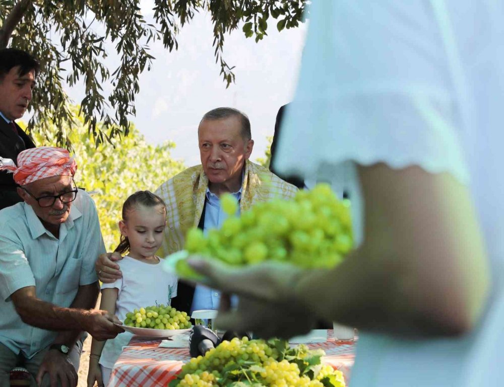 Cumhurbaşkanı Erdoğan Manisa'da bağa girip üzüm hasadı yaptı