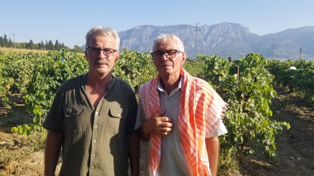 Cumhurbaşkanı Erdoğan Manisa'da bağa girip üzüm hasadı yaptı