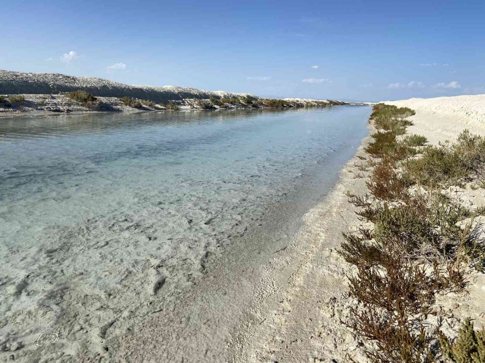 Konya'dan taşınan sular Tuz Gölü’nde flamingo ölümlerini önledi! Yavru allı turna sayısı 10 bini buldu