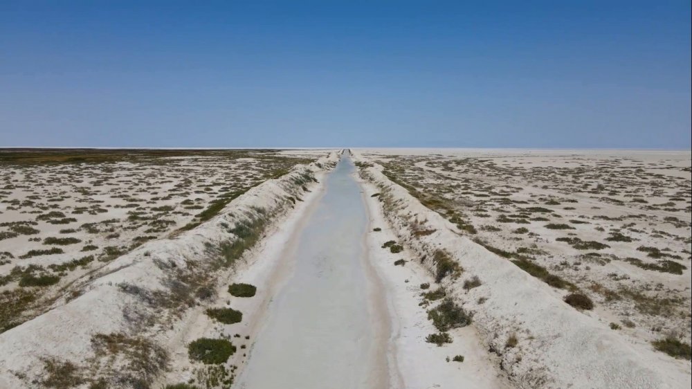 Konya'dan taşınan sular Tuz Gölü’nde flamingo ölümlerini önledi! Yavru allı turna sayısı 10 bini buldu