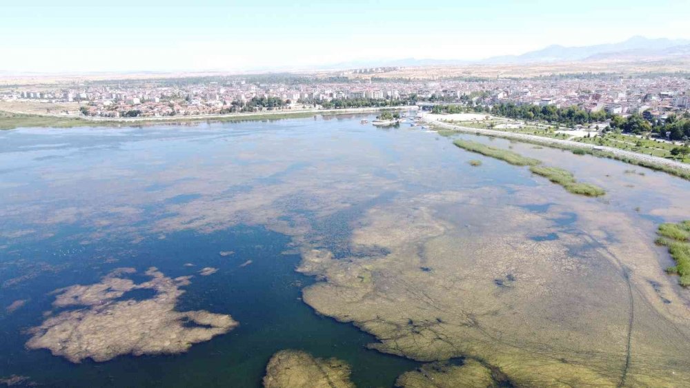 Konya’da balıklandırma çalışmaları! 65 göl ve gölete 3 milyona yakın yavru sazan balığı bırakılıyor