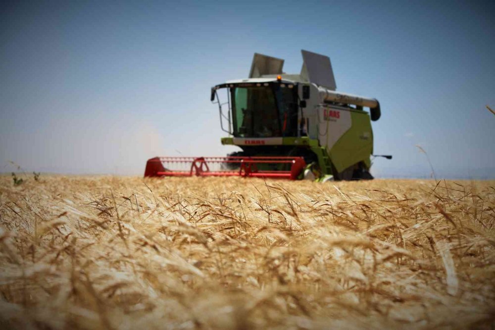 Konya Ovası’nda yağış bereketi! Rekolte arttı