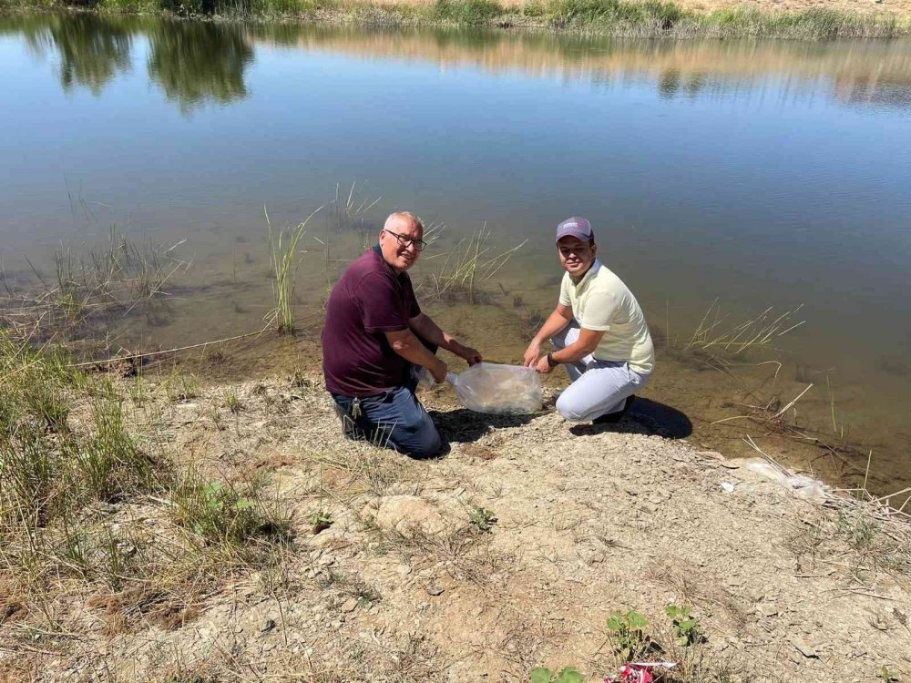Konya haber! Hüyük’te göletlere 71 bin yavru sazan bırakıldı