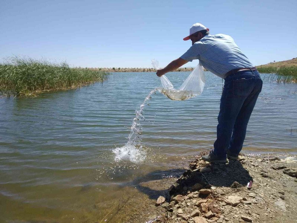 Konya haber! Hüyük’te göletlere 71 bin yavru sazan bırakıldı