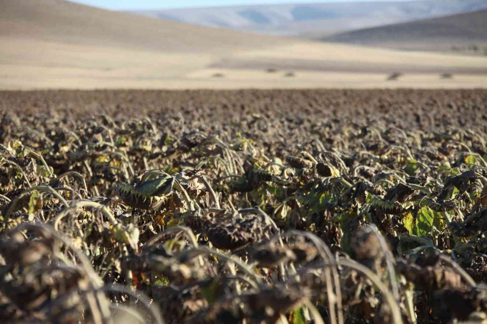 Konya haber! Yerli Ayçiçeği Tohumu Geliştirme ve Çiftçi Destekleme Projesi 2'inci yılında devam ediyor