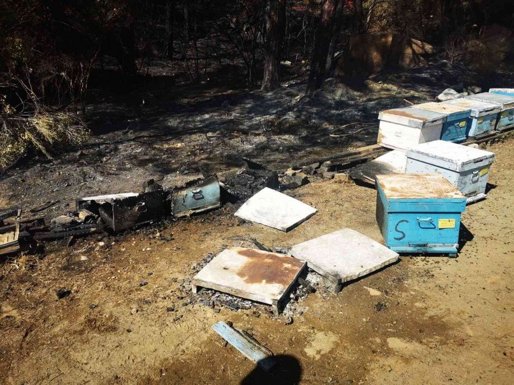 Marmaris’teki yangınla ilgili 85 yaşındaki arıcı gözaltına alındı