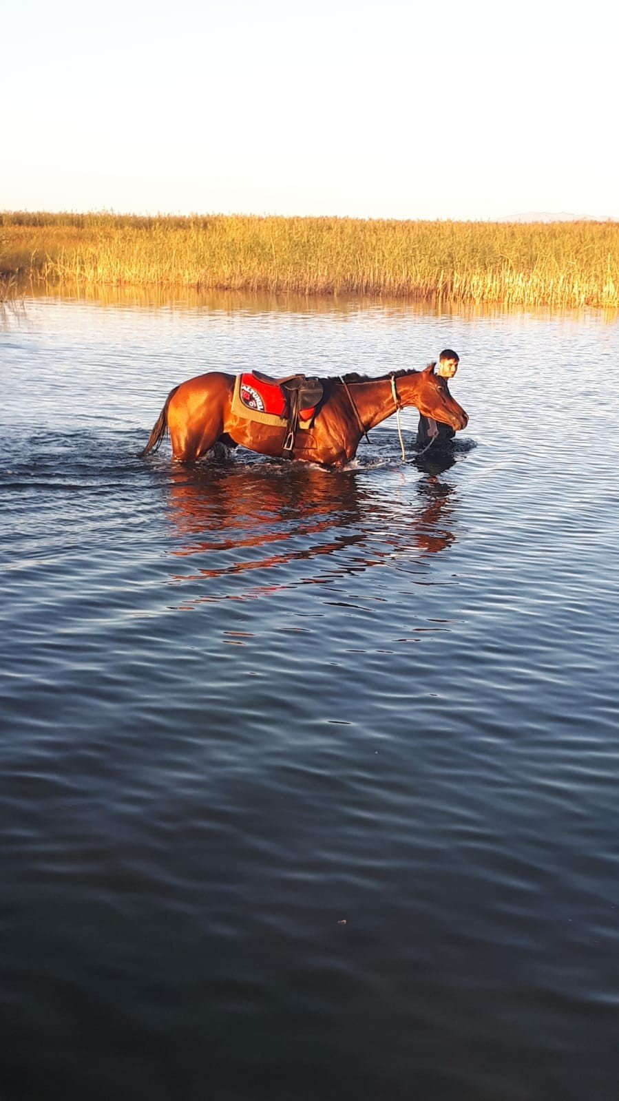 Konya haber! Rahvan at yarışlarında jokey düştü! Kaybolan at saatler sonra böyle bulundu