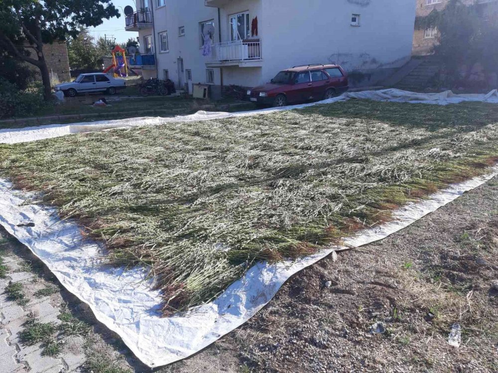 Konya'da Bozkır'dan sonra bir mahalle daha susamıyla tahin üreticilerinin gözdesi oldu