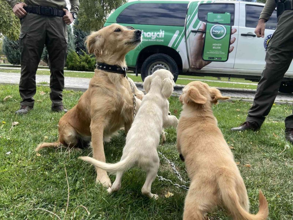 Konya'da hayvanlar HAYDİ polisleriyle koruma altında! En çok ihbar yasaklı ırk besleme konusunda