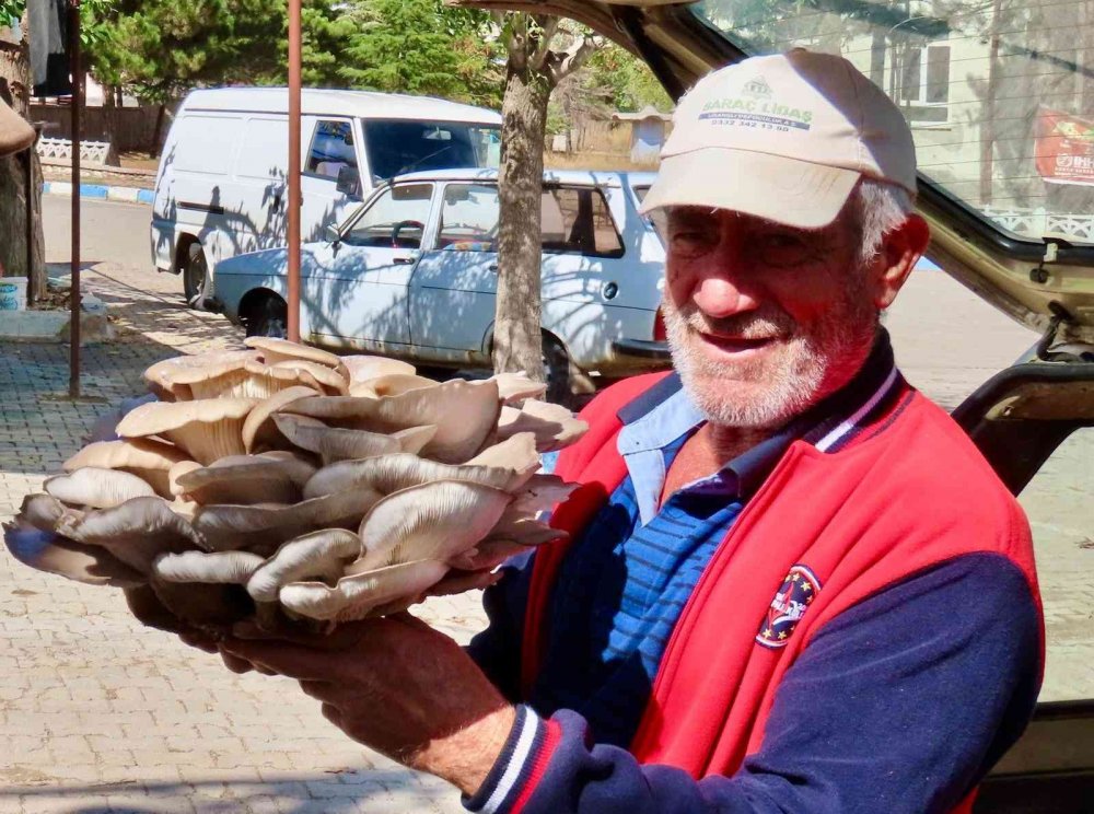 Konya'da çobanın ağaç gövdesinde bulduğu 5 kiloluk dev mantar hayrete düşürdü!