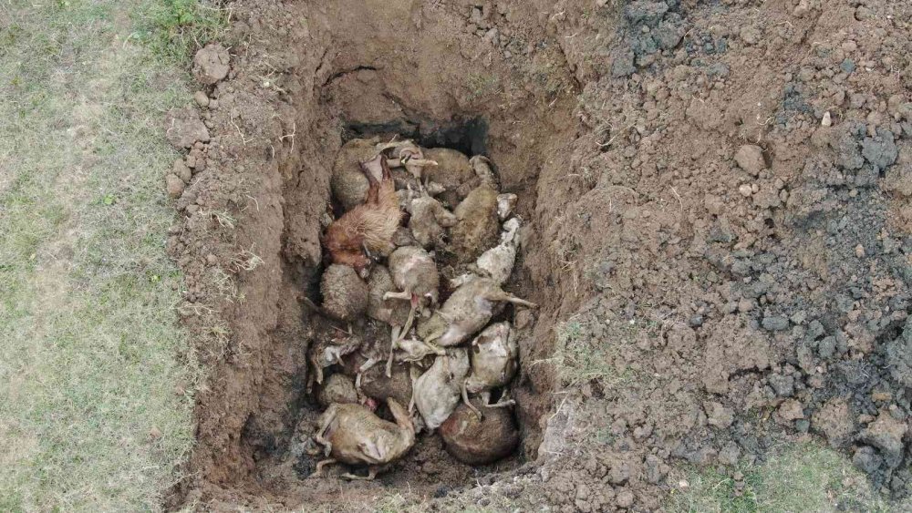 Başıboş köpek terörü her yerde! Çoğu gebe 41 koyunu telef olan vatandaş isyan etti
