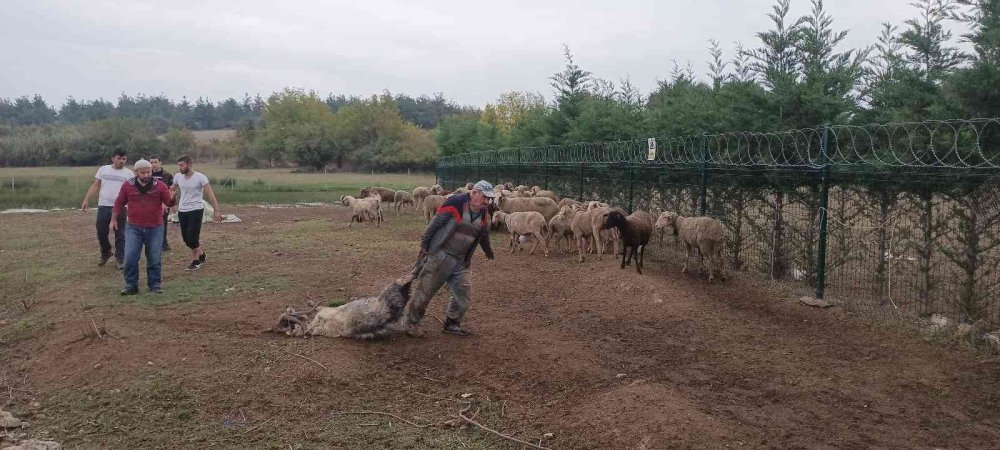 Başıboş köpek terörü her yerde! Çoğu gebe 41 koyunu telef olan vatandaş isyan etti