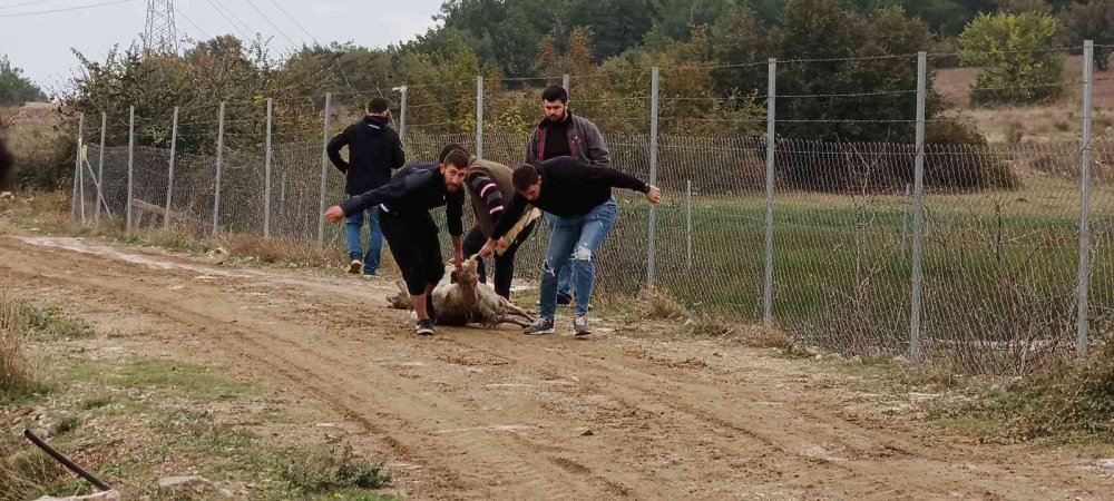 Başıboş köpek terörü her yerde! Çoğu gebe 41 koyunu telef olan vatandaş isyan etti