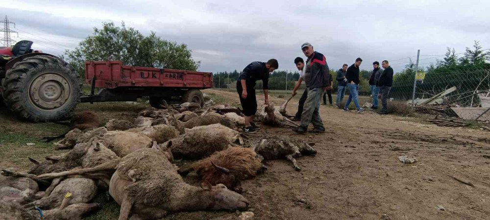 Başıboş köpek terörü her yerde! Çoğu gebe 41 koyunu telef olan vatandaş isyan etti