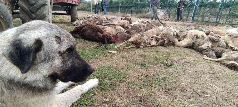 Başıboş köpek terörü her yerde! Çoğu gebe 41 koyunu telef olan vatandaş isyan etti