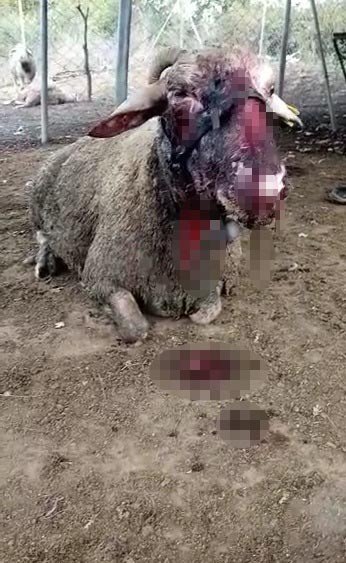 Başıboş köpek terörü her yerde! Çoğu gebe 41 koyunu telef olan vatandaş isyan etti