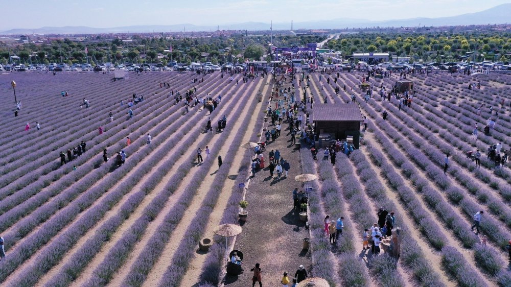 Konya'nın yeni markası Karatay Lavantası turizmin yanında üretim ekonomisine de katkı sağlıyor