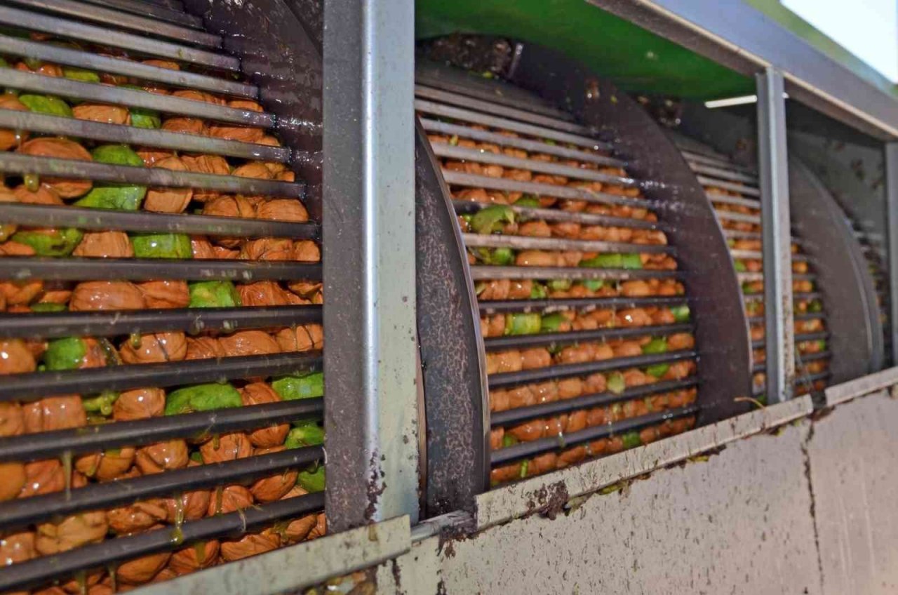 Cevizin tarladan sofraya yolculuğu başladı