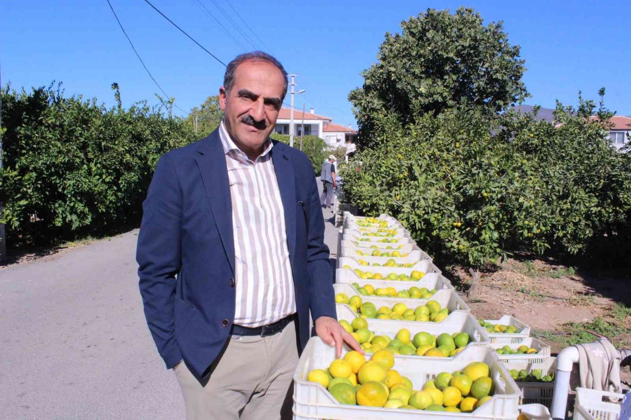 Sarı altın satsumada hasat zamanı